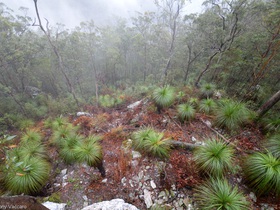 A Rainy Mist at Nebo and Wivenhoe