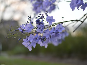 Jacarandas in Bloom